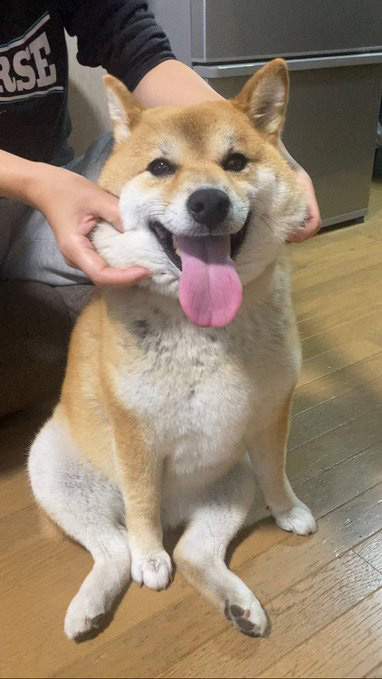 柴犬