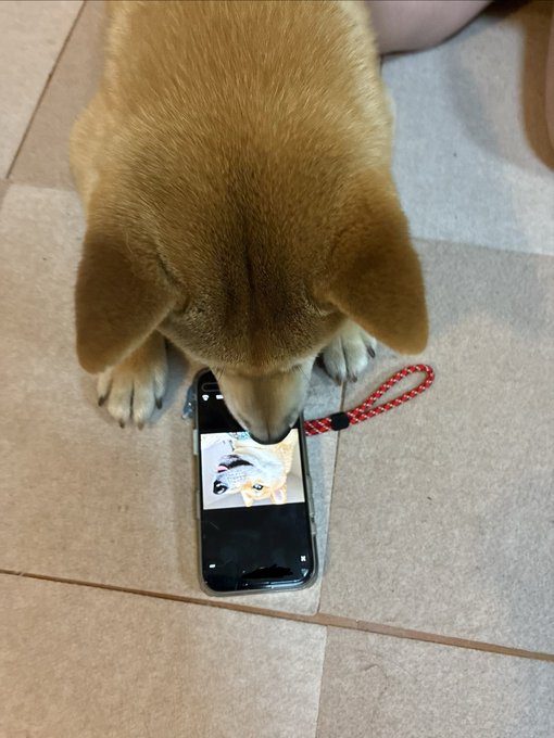 柴犬