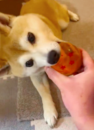 柴犬