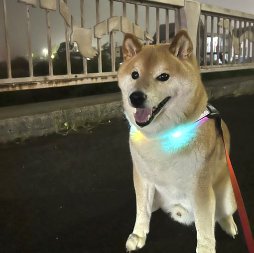 柴犬