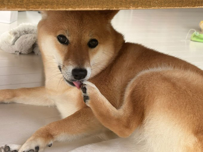柴犬