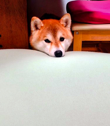柴犬
