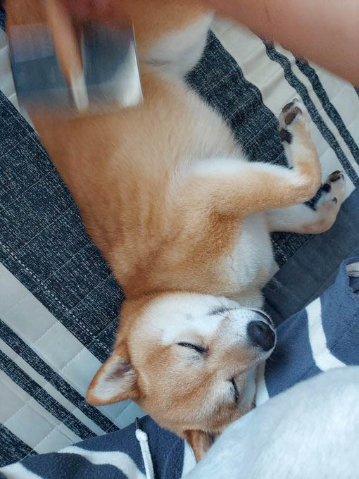 スリッカーでとかされる柴犬