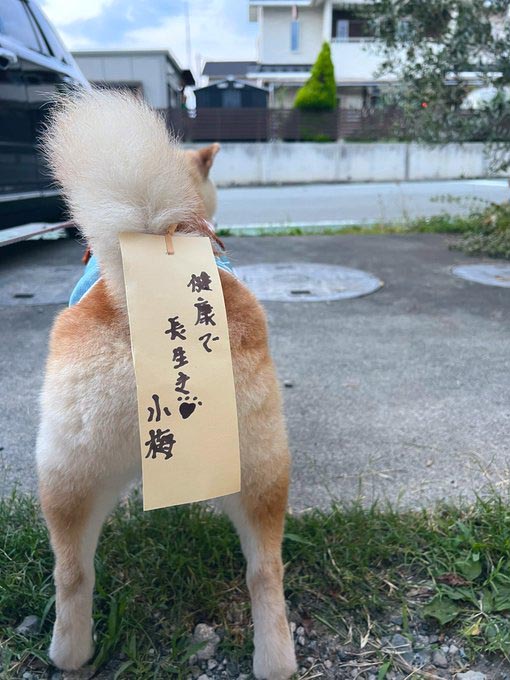 柴犬