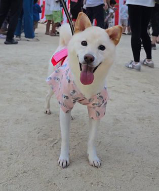 浴衣を着た柴犬