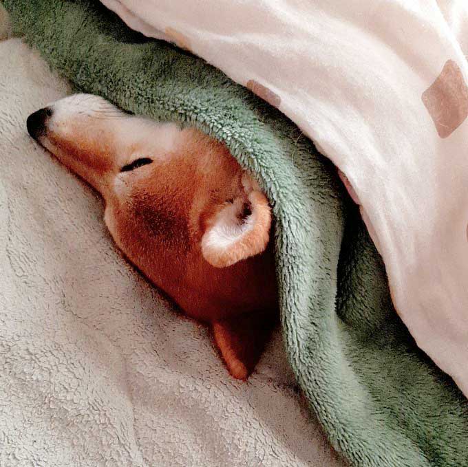 柴犬