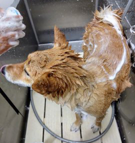 シャンプー中の柴犬