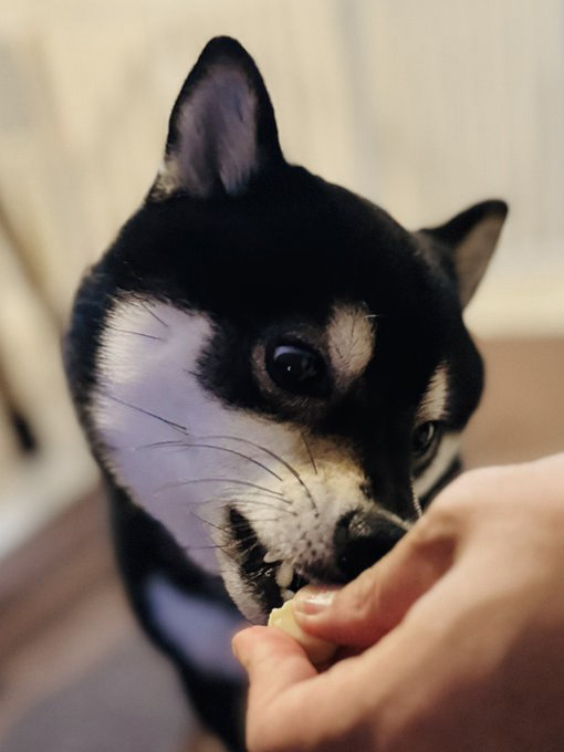 柴犬