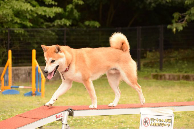 柴犬 アジリティ