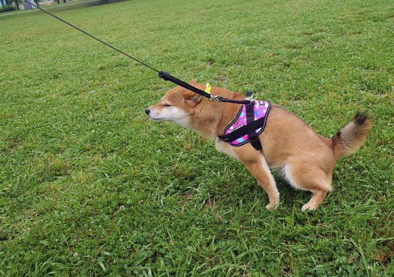 柴犬