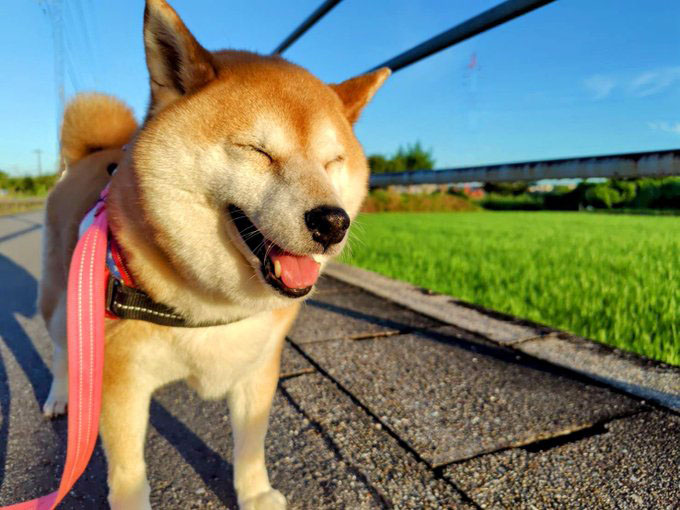 柴犬