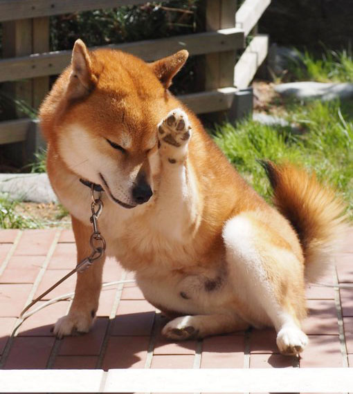 柴犬
