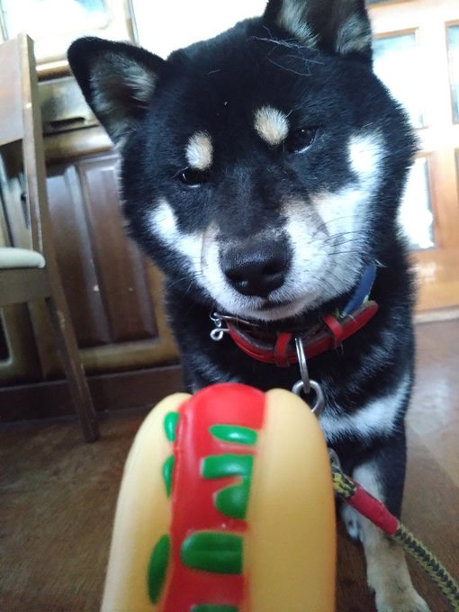 柴犬