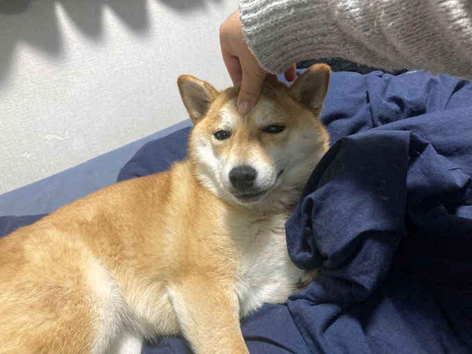 柴犬