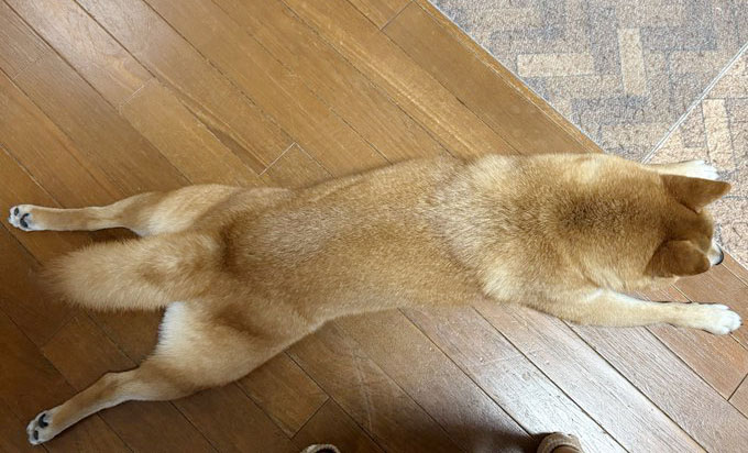 柴犬
