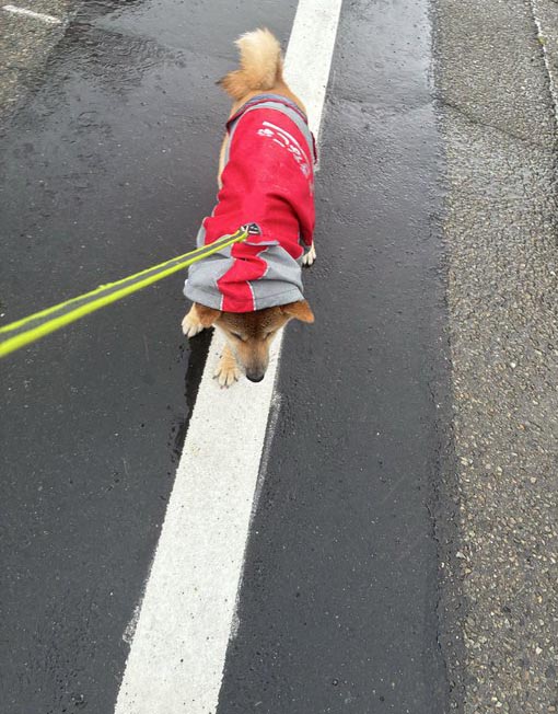 拒否する柴犬