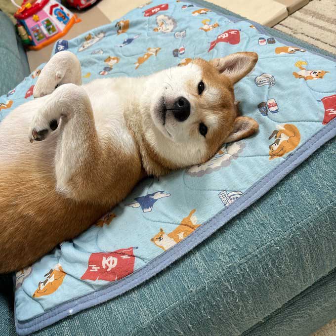 柴犬　うらめしやポーズ