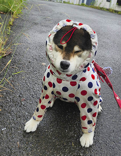 カッパを着た柴犬