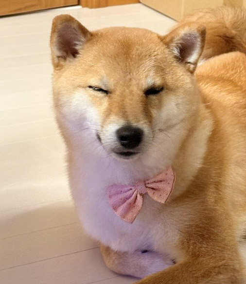 柴犬