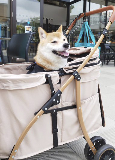 カートに乗る柴犬