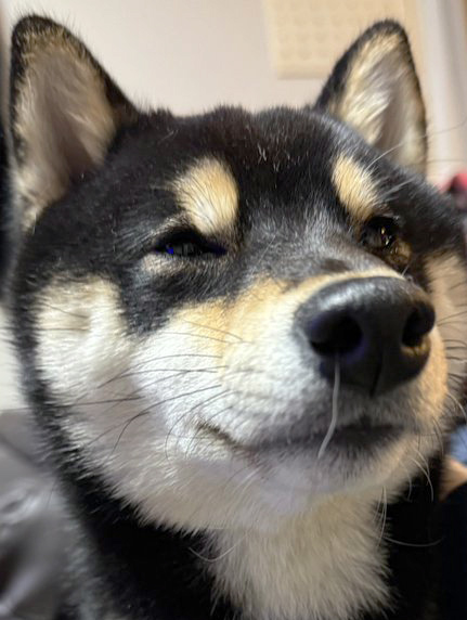 柴犬