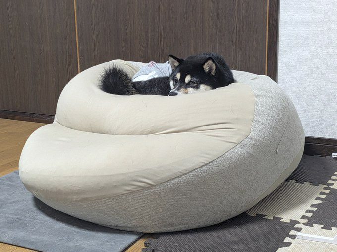 柴犬