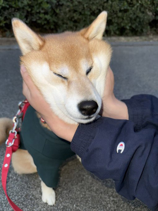柴犬