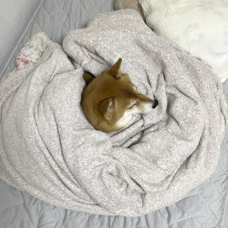 布団にくるまっている柴犬