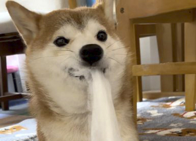 換気扇フィルターをいたずらする柴犬
