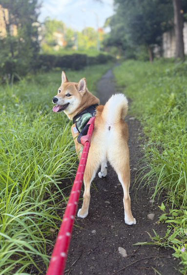 振り向く柴犬
