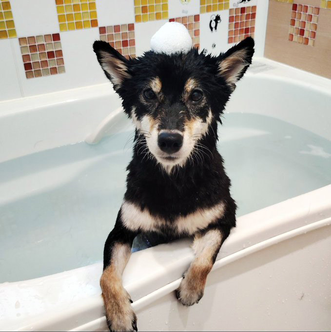 お風呂に入る柴犬
