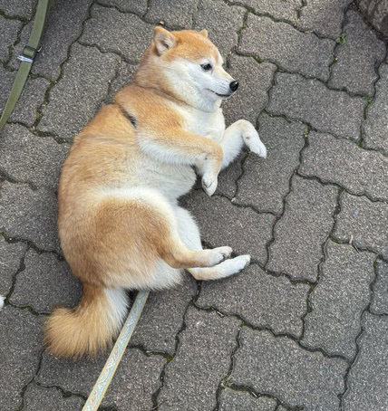 拒否する柴犬