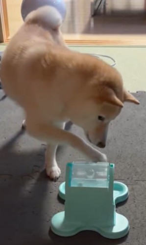 でるでる自販機と柴犬