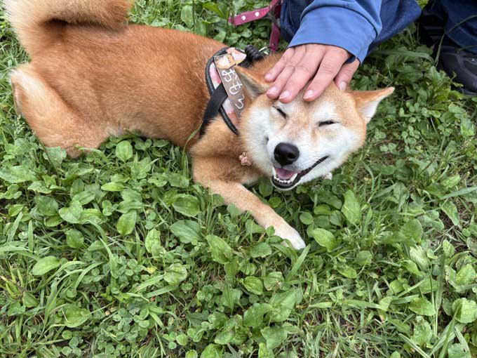 柴犬