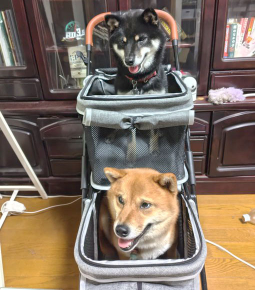 ２段式のカートにのった柴犬