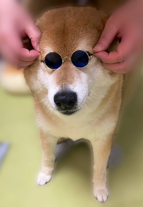 柴犬