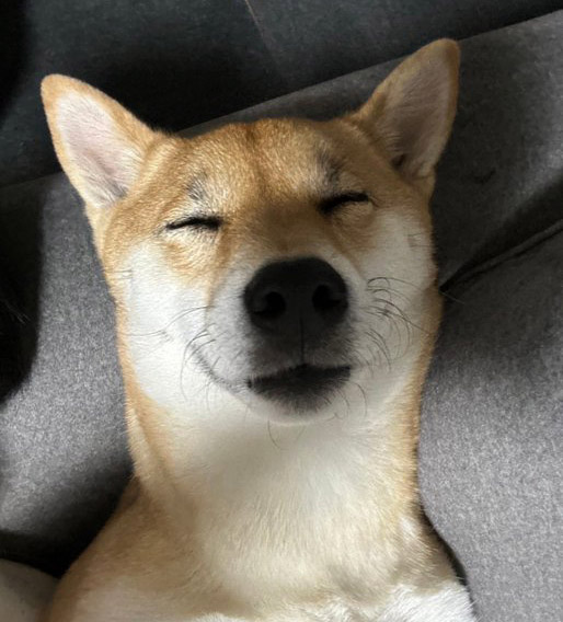 どんよりした柴犬