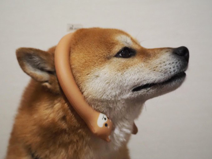 柴犬