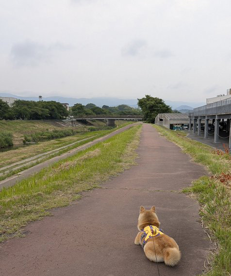 柴犬