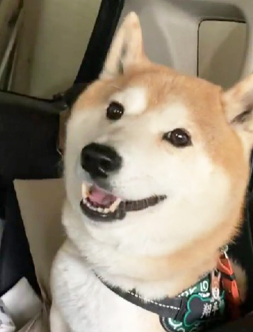 笑顔の柴犬