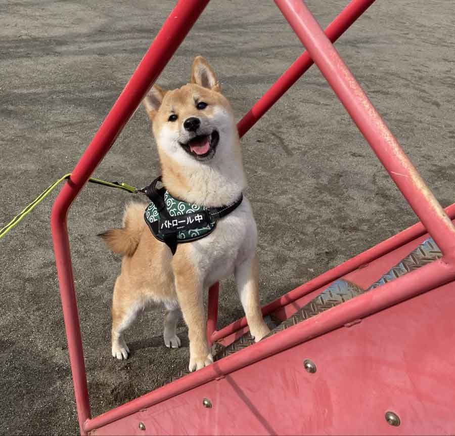 柴犬