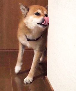 壁をなめる柴犬