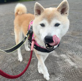 ペロンをする柴犬