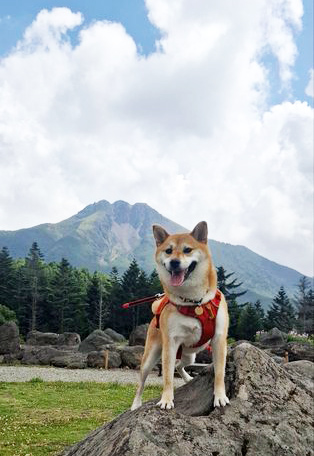 柴犬