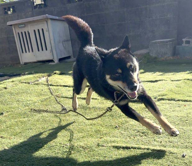 ダッシュする柴犬