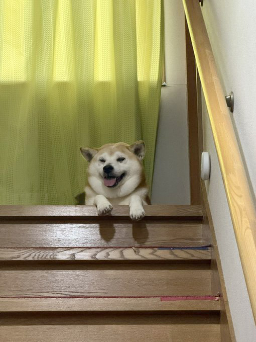 階段の上から見下ろす柴犬
