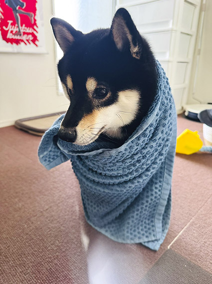 タオルを巻かれた黒柴