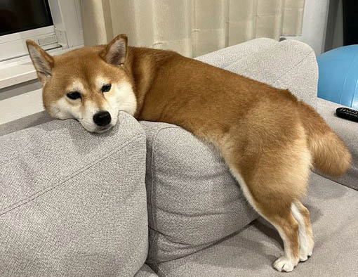 柴犬