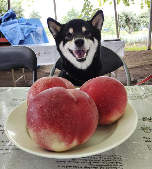 柴犬と桃
