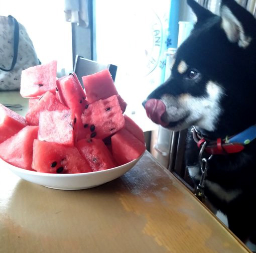 すいかの前の柴犬